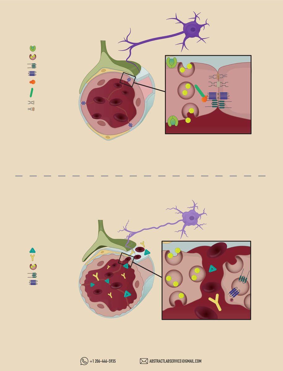 lab_abstract's tweet photo. Hey!! 
New release!
Freshly work for @UMich @UMKelloggEye to illustrate the literature review from the David Antonetti Lab. 

Link: https://t.co/EwzOmmZQK0

#Illustration #science #SciComm #scientificillustration #abstractlab #graphicdesign https://t.co/Y5ctjGAmjA