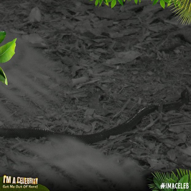 funkygibbons's tweet photo. Matt Hancock making a sneaky appearance in the jungle before officially coming in.

#ImACelebrity #ImACeleb https://t.co/AL3ctX4OG0