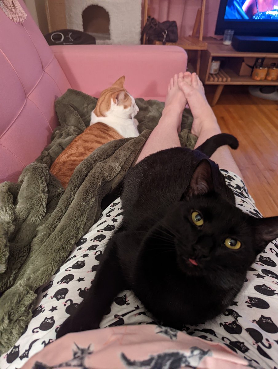 bellehinch's tweet photo. @ZJAyres Sending virtual cat snuggles https://t.co/RqVR7mpfxZ