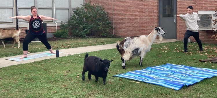 CCTC_CCPS's tweet photo. CCTC enjoyed a social emotional wellness day of Goat Yoga.  Even the goats had to take a leaf break between sessions.  Namaste.
#CCTCGrows https://t.co/wWxNbOjXRz