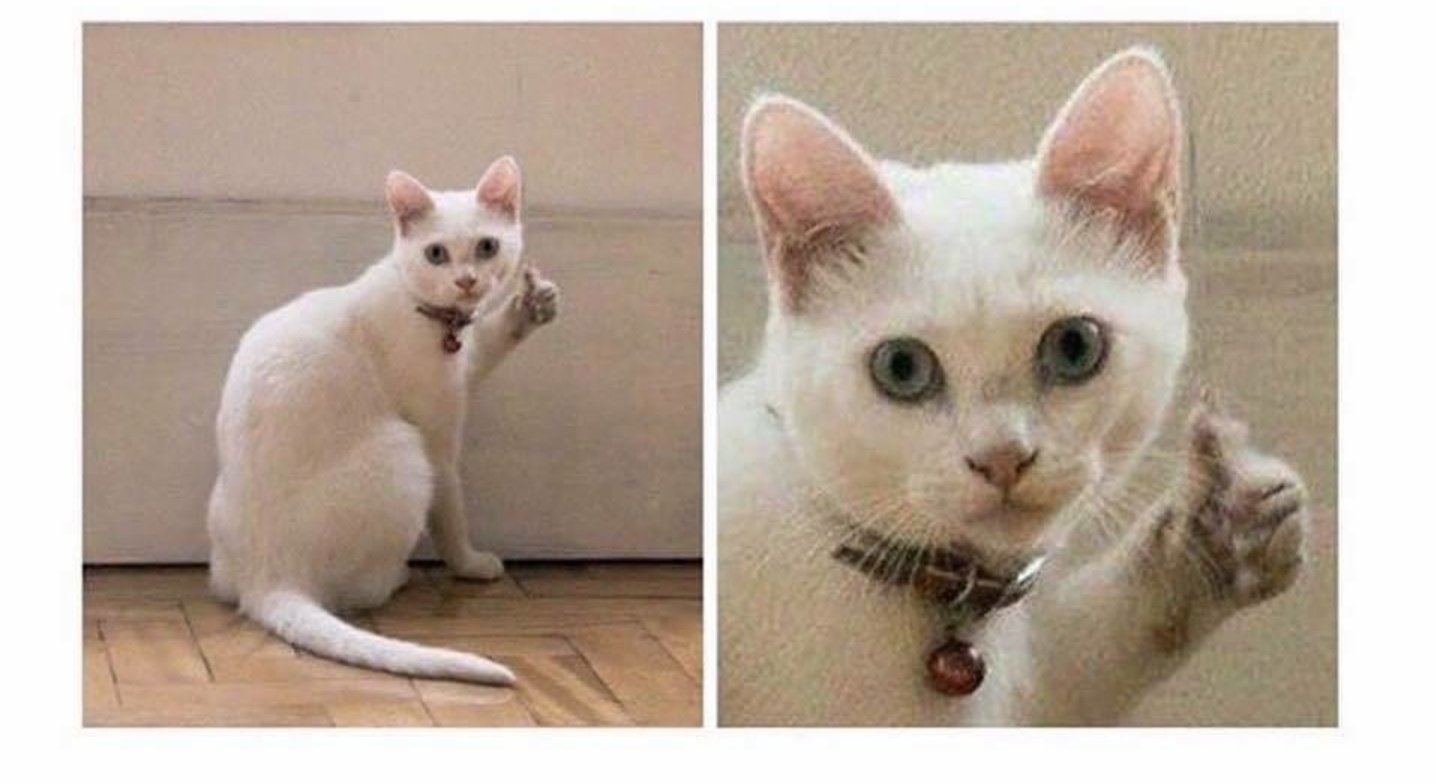 Кот показывает палец вверх