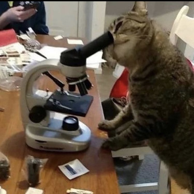 Pretending to know what I’m doing in lab