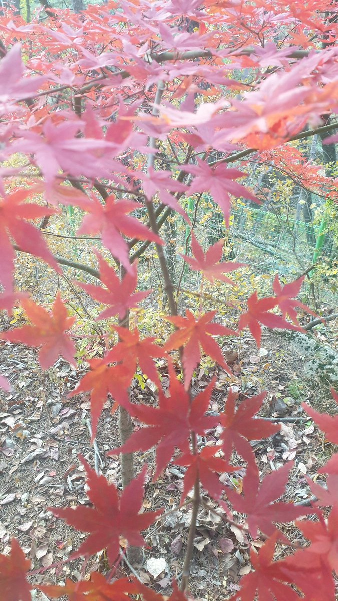 chomo1243's tweet image. 절기상 입동이 지날수록 
서리는 된서리로 변하기도

곱게 물든  단풍이 아직 이곳저곳에서 손짓하는데

국가위기 안정을 찾아야 
국민들은 안심하는데 ᆢ

#소방법강화 #안전교육의식
#생활안전교육 #창의력강화