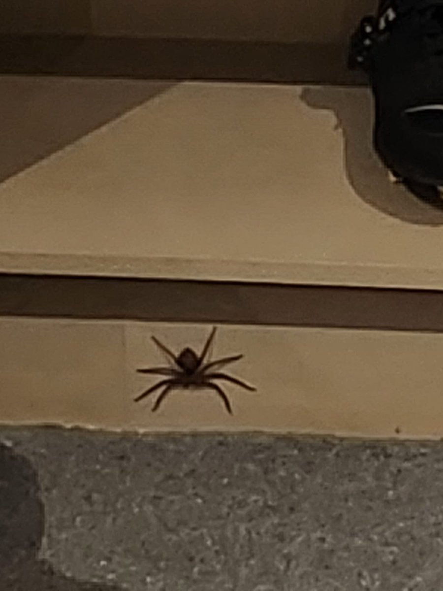 Had my first Male funnel web episode last night whilst on call. Had no call outs but lack of sleep after dealing with this scary beast! 😱😳