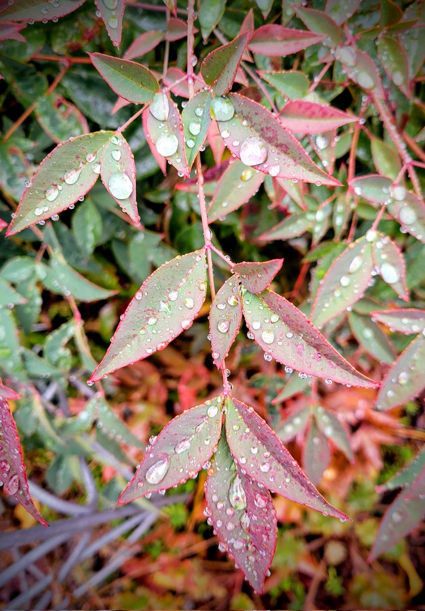 I'm checking in to see all of your beauty on this grey day. With grey skies comes... #MicroPhotography #MicroMonday #droplets #rain #photography #nature #NaturePhotography