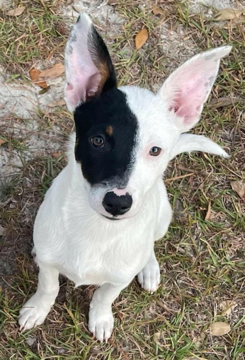 Josh Boyer tweet media