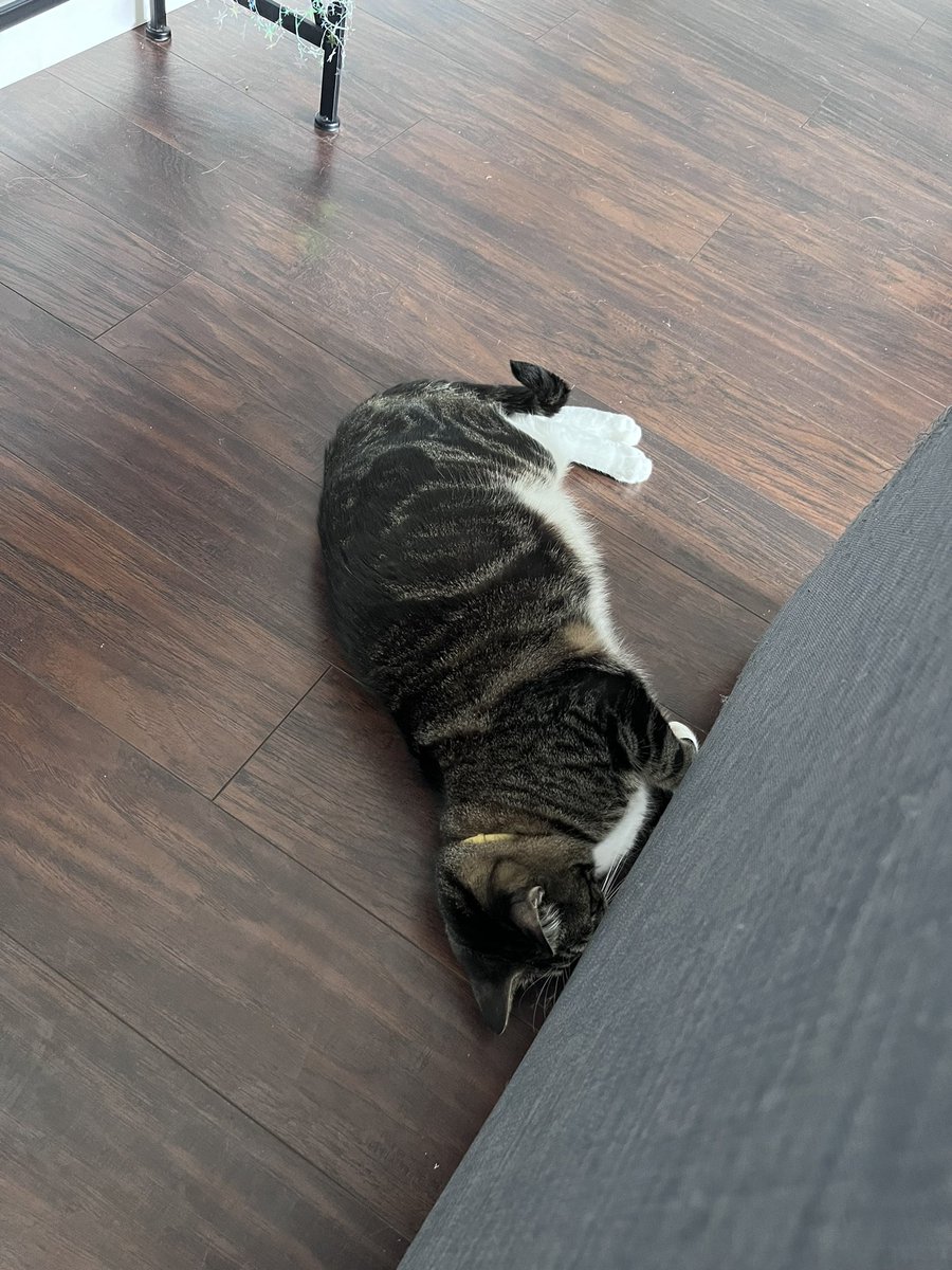 rap_putin's tweet photo. He lost the random object he was playing with under the couch https://t.co/9wAwqUyHNI