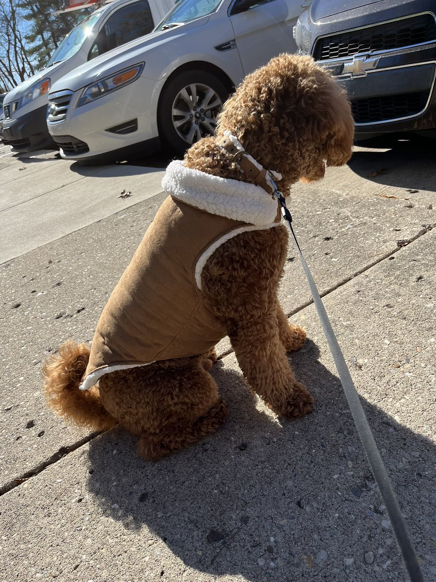 Matthew &amp; I bought Nash a matching sweater &amp; collar. He is such a spoiled pup 🥰 such a handsome boy ❤️
