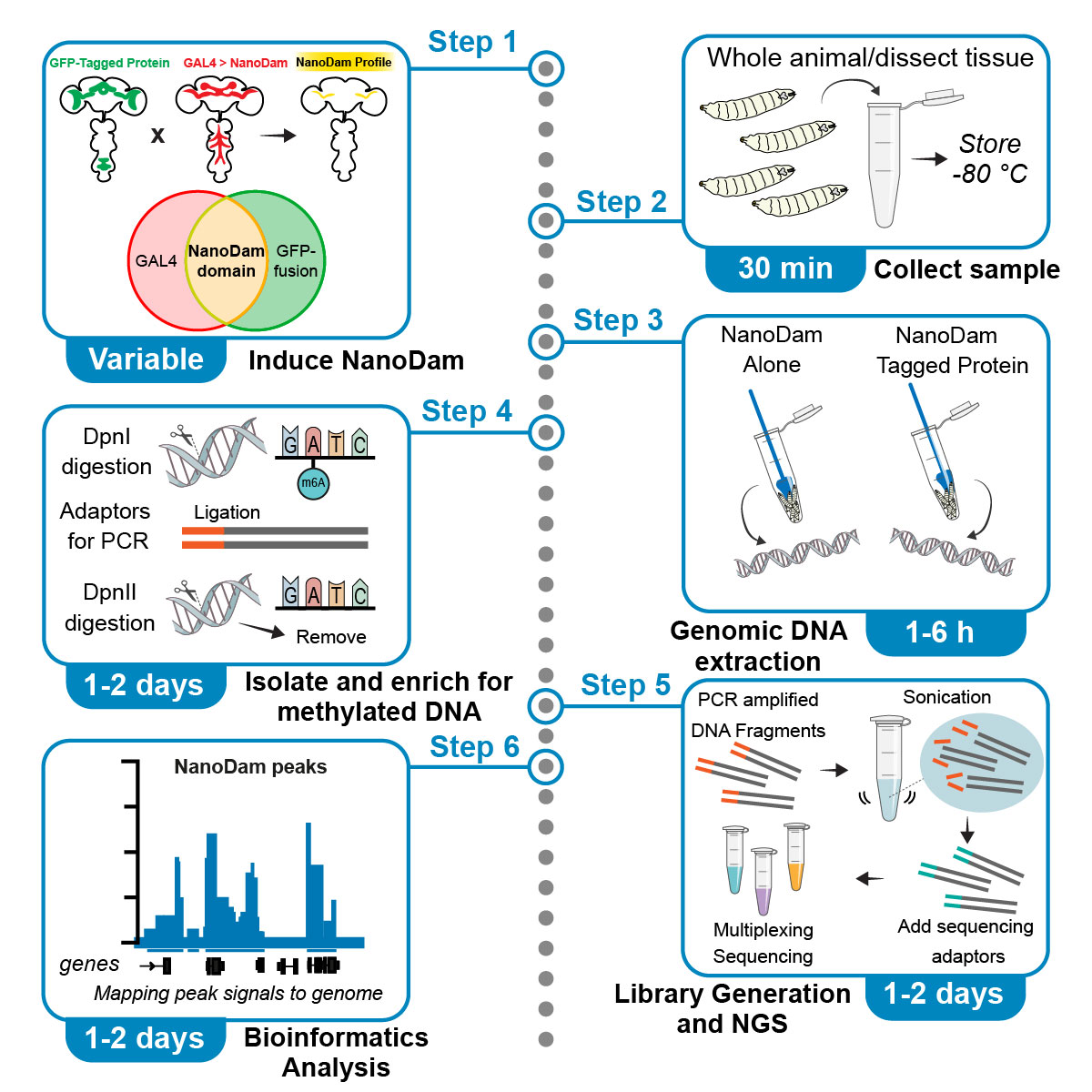 Andrea Brand (@andreabrandlab) on Twitter photo Our new NanoDam protocol is out in <a href="/STARProtocols/">STAR Protocols</a> : a step-by-step guide to performing your very own NanoDam experiment, adaptable for a variety of model systems.
Thank you to <a href="/JocelynTang88/">Jocelyn Tang</a> @_rob_kr_ <a href="/oriol_llb/">Oriol Llorà Batlle</a> and <a href="/AnnaEHakes/">Anna Hakes</a> and Paul!
Read it here: star-protocols.cell.com/protocols/2116 Our new NanoDam protocol is out in <a href="/STARProtocols/">STAR Protocols</a> : a step-by-step guide to performing your very own NanoDam experiment, adaptable for a variety of model systems.
Thank you to <a href="/JocelynTang88/">Jocelyn Tang</a> @_rob_kr_ <a href="/oriol_llb/">Oriol Llorà Batlle</a> and <a href="/AnnaEHakes/">Anna Hakes</a> and Paul!
Read it here: star-protocols.cell.com/protocols/2116