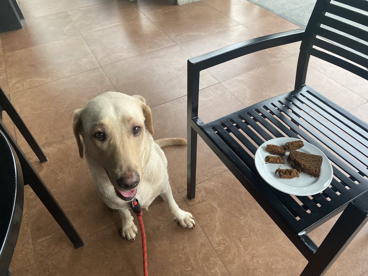 BellaExplora's tweet image. Guess what day is today?? I turned 2 today!!  Went out with daddy for an early morning treat 🐶