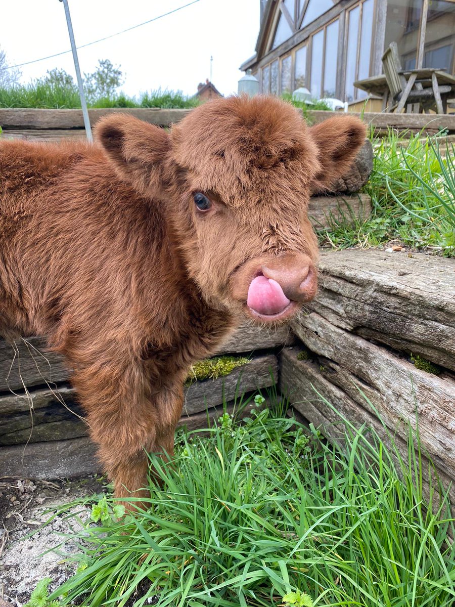 WaterlooCottageFarm tweet media