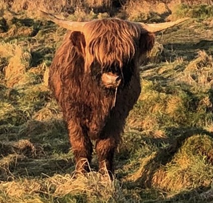 WaterlooCottageFarm tweet media