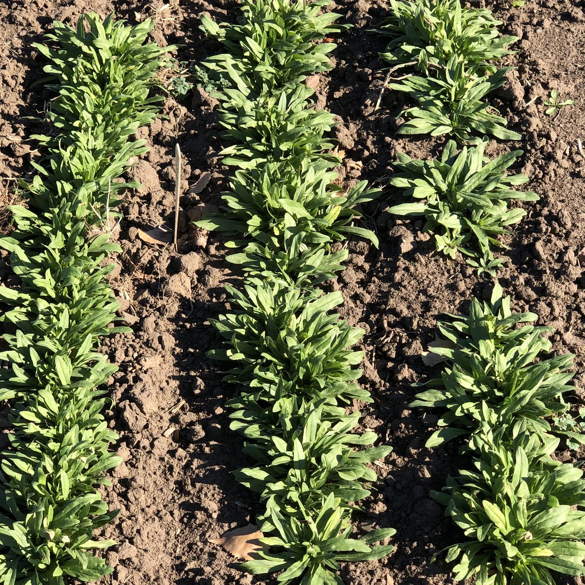 dlwyse's tweet photo. On Sunday Oct. 30 I visited the Forever Green Research plots on the U of Mn St. Paul Campus. Compare soil cover of pennycress, Camelina and Winter pea to a field with no plant cover going in the winter and is susceptible to water and wind erosion and leaching of nitrate-N and P https://t.co/LIAE7fCafl