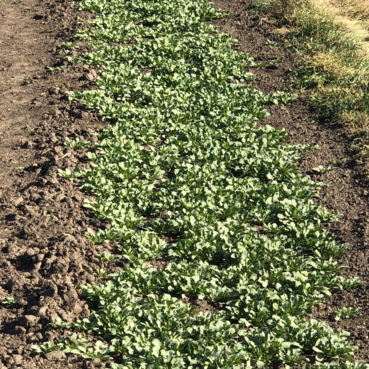 On Sunday Oct. 30 I visited the Forever Green Research plots on the U of Mn St. Paul Campus. Compare soil cover of pennycress, Camelina and Winter pea to a field with no plant cover going in the winter and is susceptible to water and wind erosion and leaching of nitrate-N and P