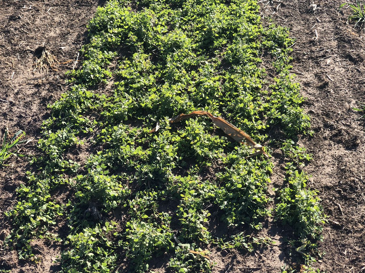 dlwyse's tweet photo. On Sunday Oct. 30 I visited the Forever Green Research plots on the U of Mn St. Paul Campus. Compare soil cover of pennycress, Camelina and Winter pea to a field with no plant cover going in the winter and is susceptible to water and wind erosion and leaching of nitrate-N and P https://t.co/LIAE7fCafl