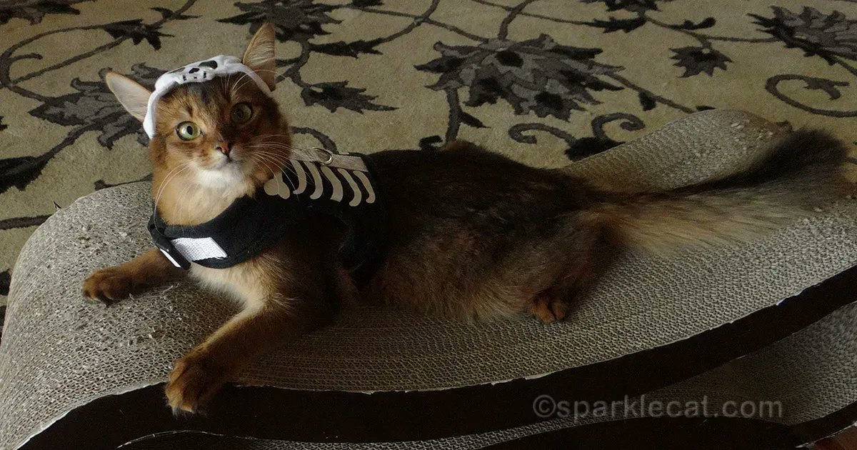 sparklecat's tweet photo. Here is a fun Halloween flashback, from my first Halloween: https://t.co/86dR73Iw5E #catcostumes #cathalloween #cutekitten https://t.co/4ibnO8x12w