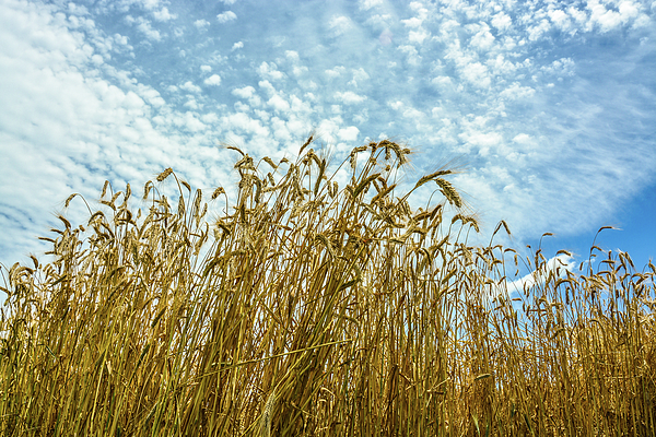 New artwork for sale! - "Skyward Wheat" - fineartamerica.com/featured/skywa… <a href="/fineartamerica/">Fine Art America</a>