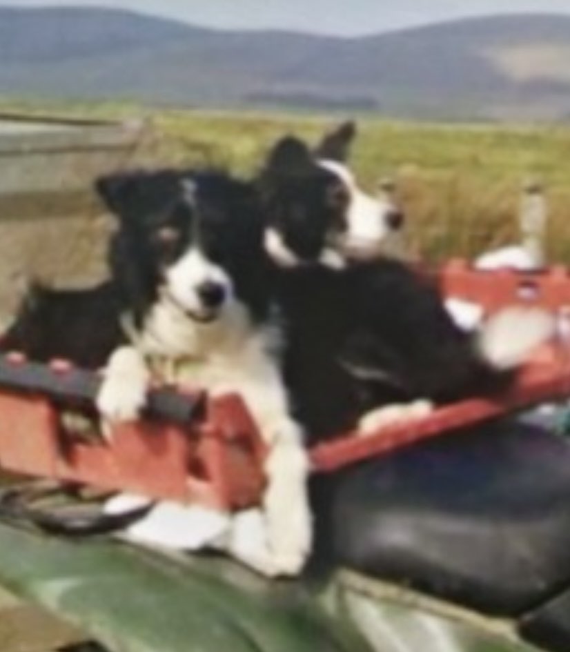 @ColliesOnTheRun tweet media