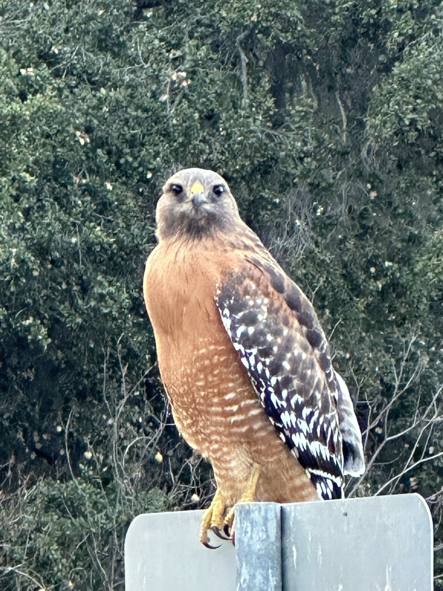 Christoph 🇺🇦 🌻🕊 (@chsiedentop) on Twitter photo 