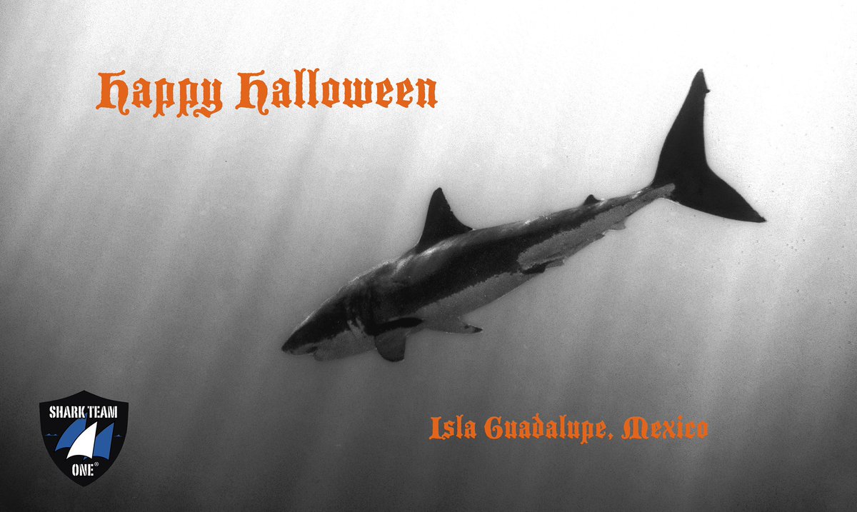 Happy Halloween to all! 🎃Have a fun & safe Halloween! 🎃🕷What are we scared of? We are scared of a world without sharks. Join us to help save these magnificent creatures from extinction before it’s too late! #SharkTeamOne #conservation #sharks #greatwhitesharks