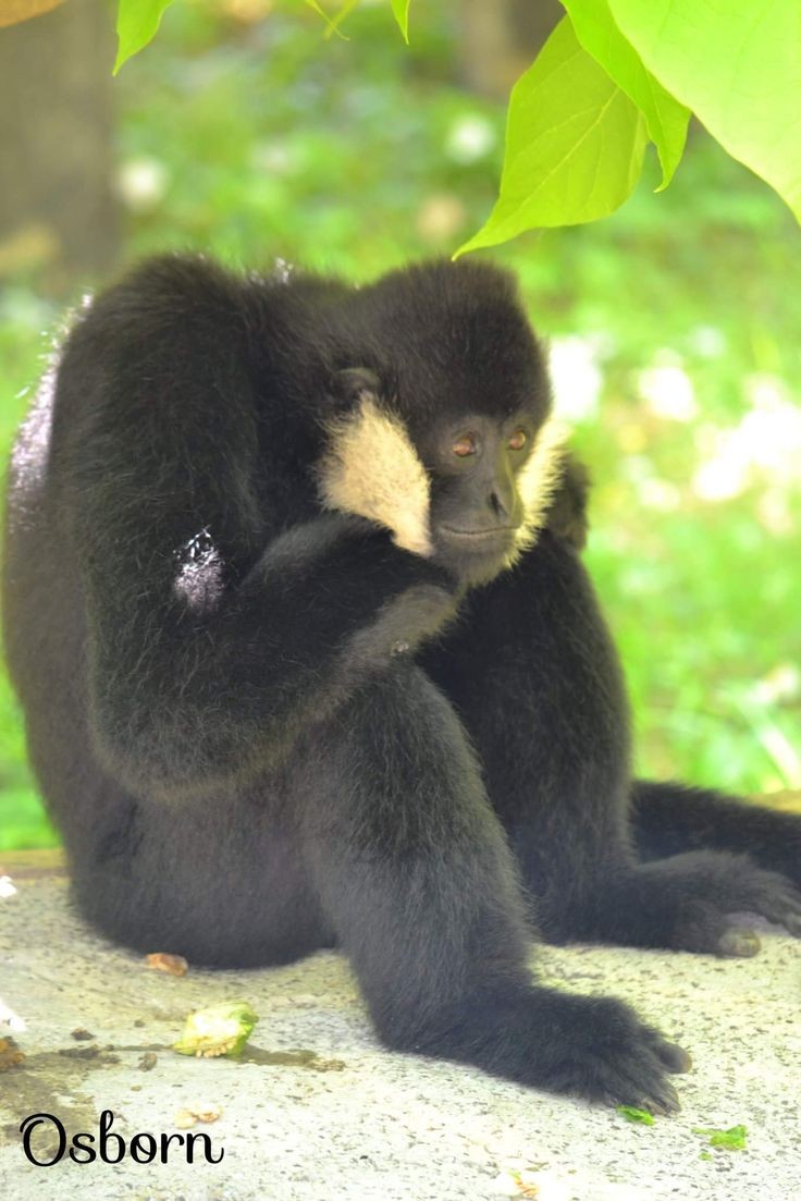 noodlegibbon's tweet image. I shall wait. .. right heer ...