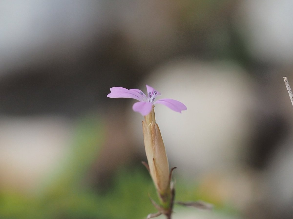 Childing Pink Petrorhagia nanteuilii still going in reasonable numbers on the shingle at Pagham, West Sussex today. @BSBIbotany @Sussex_Botany