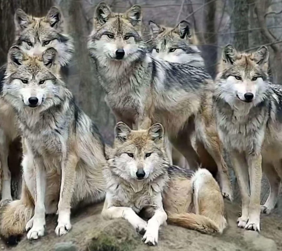 Dava Türklük davası, ne mevkidir ne makam.
Bozkurtlar uludukça, yaşayacaktır davam.

Ne mutlu Türküm Diyene !