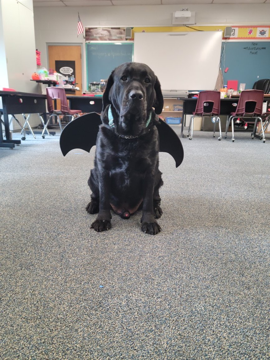 Odin joining in on the Halloween fun at school today!  <a href="/KeyportSchools/">Keyport Schools</a> <a href="/_khsprincipal/">Keyport High School</a>