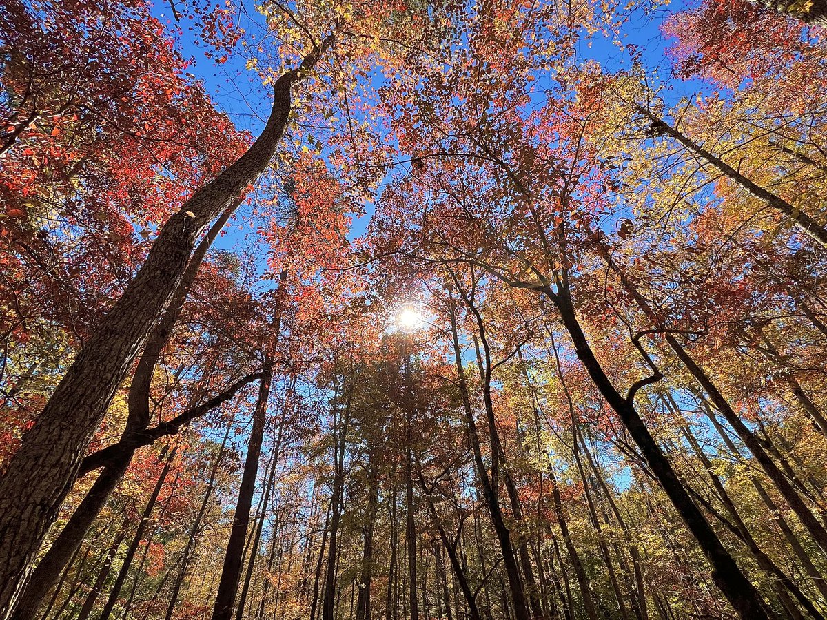 JosephHill3794's tweet photo. Autumn Sunlight☀️🍁
Photo By: Joseph Hill🙂📸☀️🍁
#Sunlight #autumnsunlight #Autumn #autumntrees #trees #leaves #autumnleaves #autumncolors #colorful #beautiful #peaceful #nature #daylight #sunnyday #daytime #autumnvibes #autumnphotography #MorrowMountain #AlbemarleNC #October https://t.co/eBba8a5uSq