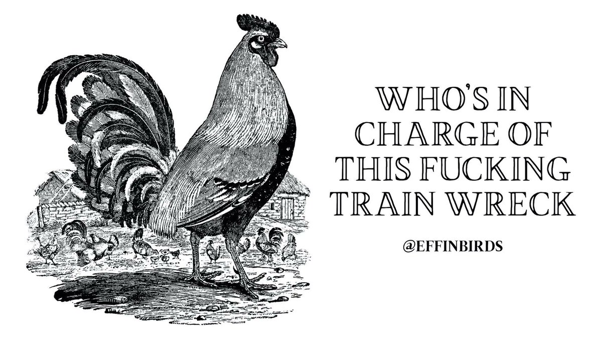 EffinBirds's tweet photo. https://t.co/MFD5uML7YC