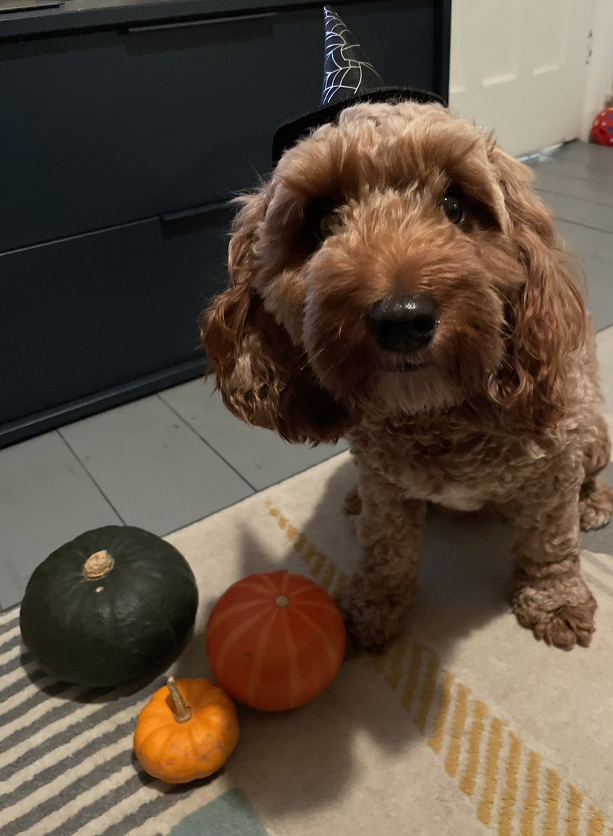 MissPhill88's tweet photo. Happy Halloween from me and Luna 🎃 … remember to eat sweeties in proportion 🫶🏼👻😜 https://t.co/9pl8azSbxw