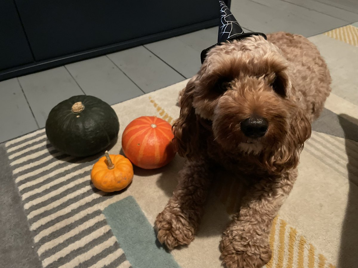 MissPhill88's tweet photo. Happy Halloween from me and Luna 🎃 … remember to eat sweeties in proportion 🫶🏼👻😜 https://t.co/9pl8azSbxw