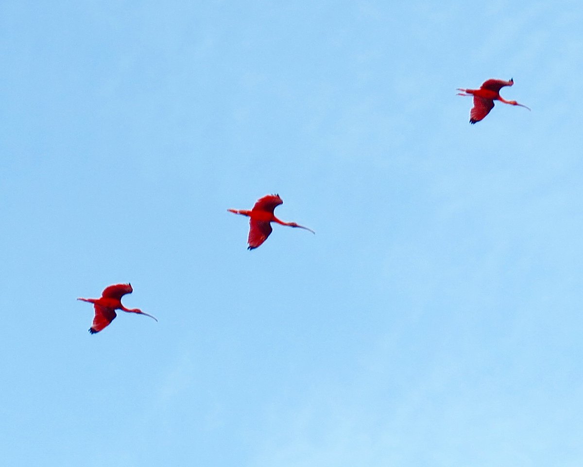 daz_tait's tweet photo. To start with there were only a handful of roosting birds but within minutes, hundreds were landing and the little island began to look like a tropical Christmas tree with red lights and the occasional white one of a heron. 'The World's my Oyster' trilogy, available from Amazon https://t.co/E6t6gtzahz
