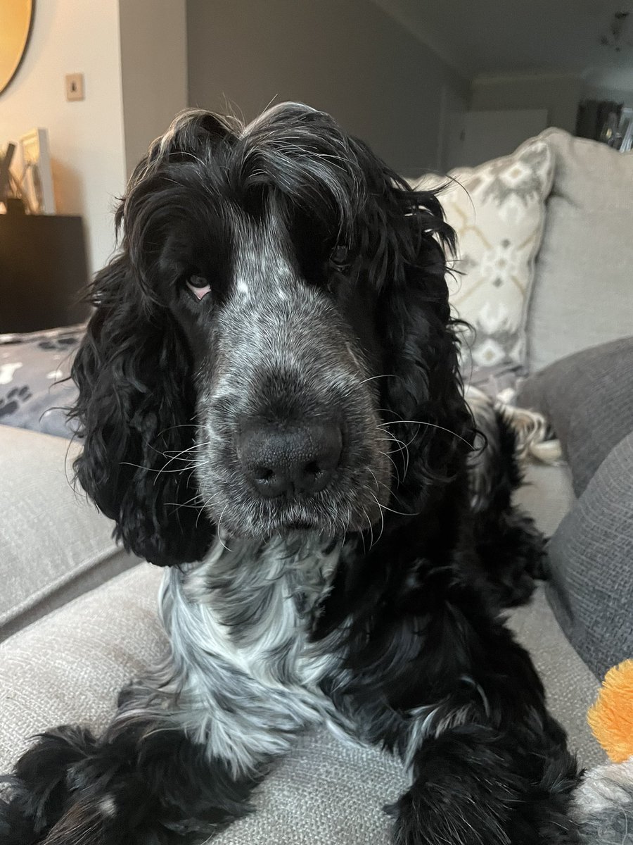 shingsmech's tweet photo. @PetsatHome Cooper Shingler 🐶 https://t.co/jkvWs2zQ4o