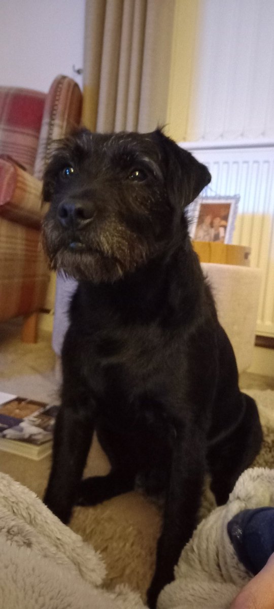 Trouble ❤️🐾 <a href="/PatTerriers/">Patterdale Terriers</a>