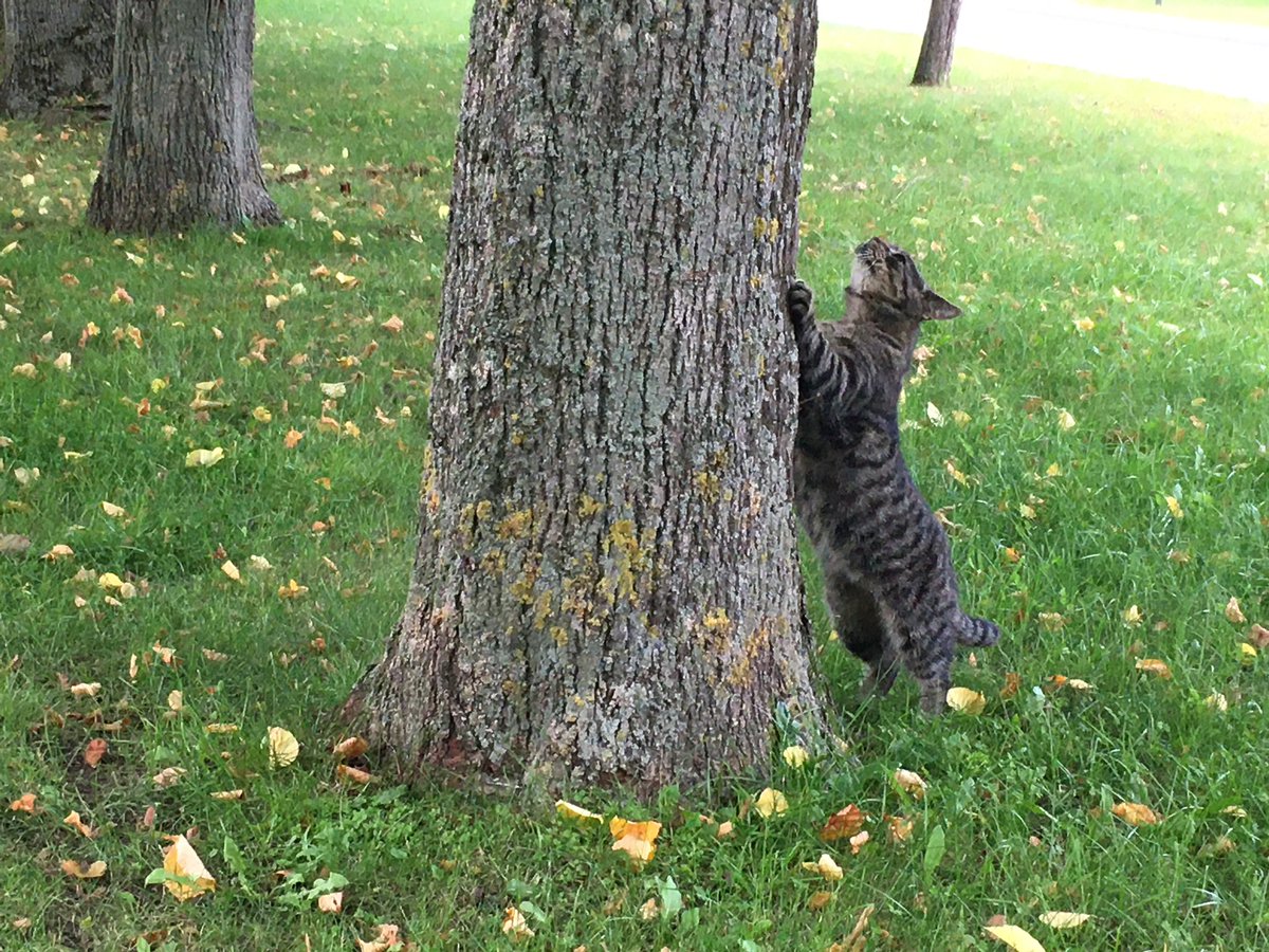 Disfosgen's tweet photo. #CatControl!
@Oleksii_Burdiuk @KnightOleksandr @Koteykaukr @zabanene Gute Nacht, kommt gut und sicher durch die Nacht... β€οΈβπ©Ήβ€οΈβπ©Ήβ€οΈβπ©Ήβ€οΈβπ©ΉπΊπ¦πππ―οΈπ―οΈπ―οΈπ―οΈπ―οΈππΏπππβοΈππββ¬ππββ¬πππππππππππππππππππππππππππππππππππππππππ https://t.co/yLhXrptLHQ