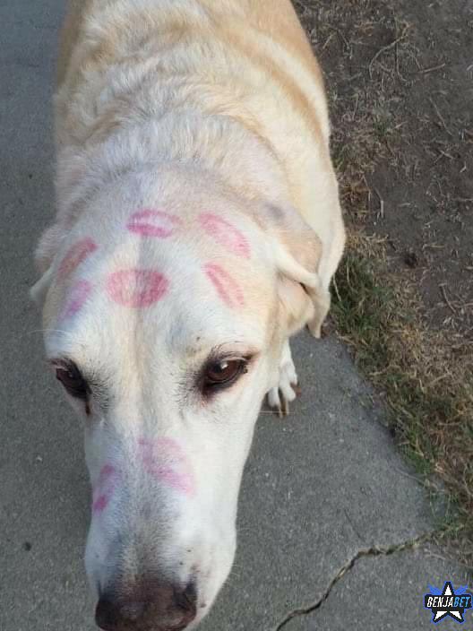 Out Of Context Animals (@cntxtanimai) on Twitter photo 