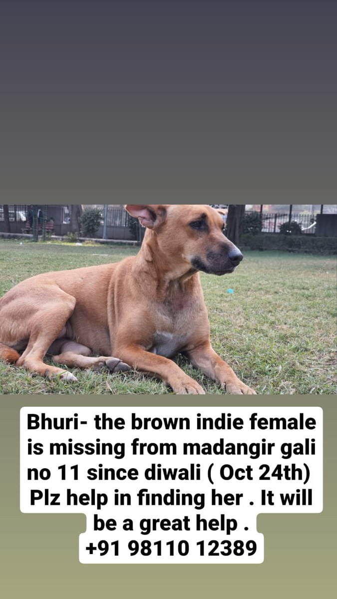 #thread Lost dogs #Delhi #Noida #Gurgaon Please RT!
