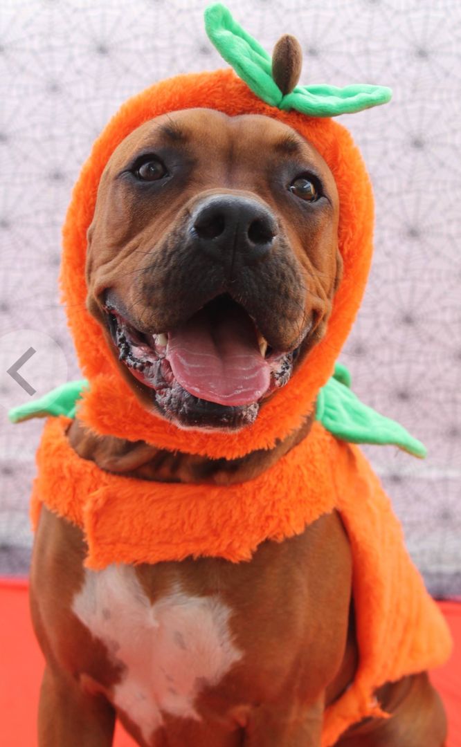 111Network's tweet image. Happy Halloween From Zeus Lee and The Team here at The One-Eleven Network