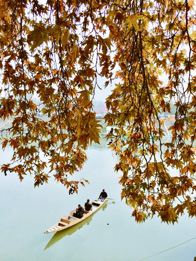 Hazy Autumn Afternoon in #Srinagar , the mighty Chinars have started shedding the leaves and the winter is around the corner . 🍁🍂 #Kashmir #AutumnVibes