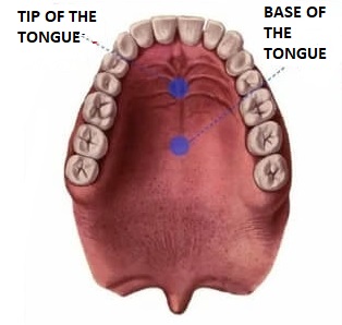 TONGUE POSITION

facebook.com/tatjana.nikole…

#cst_osteo_нижняячелюсть
#cst_osteo_оваллица
#cst_osteo_язык
#cst_osteo_осанка