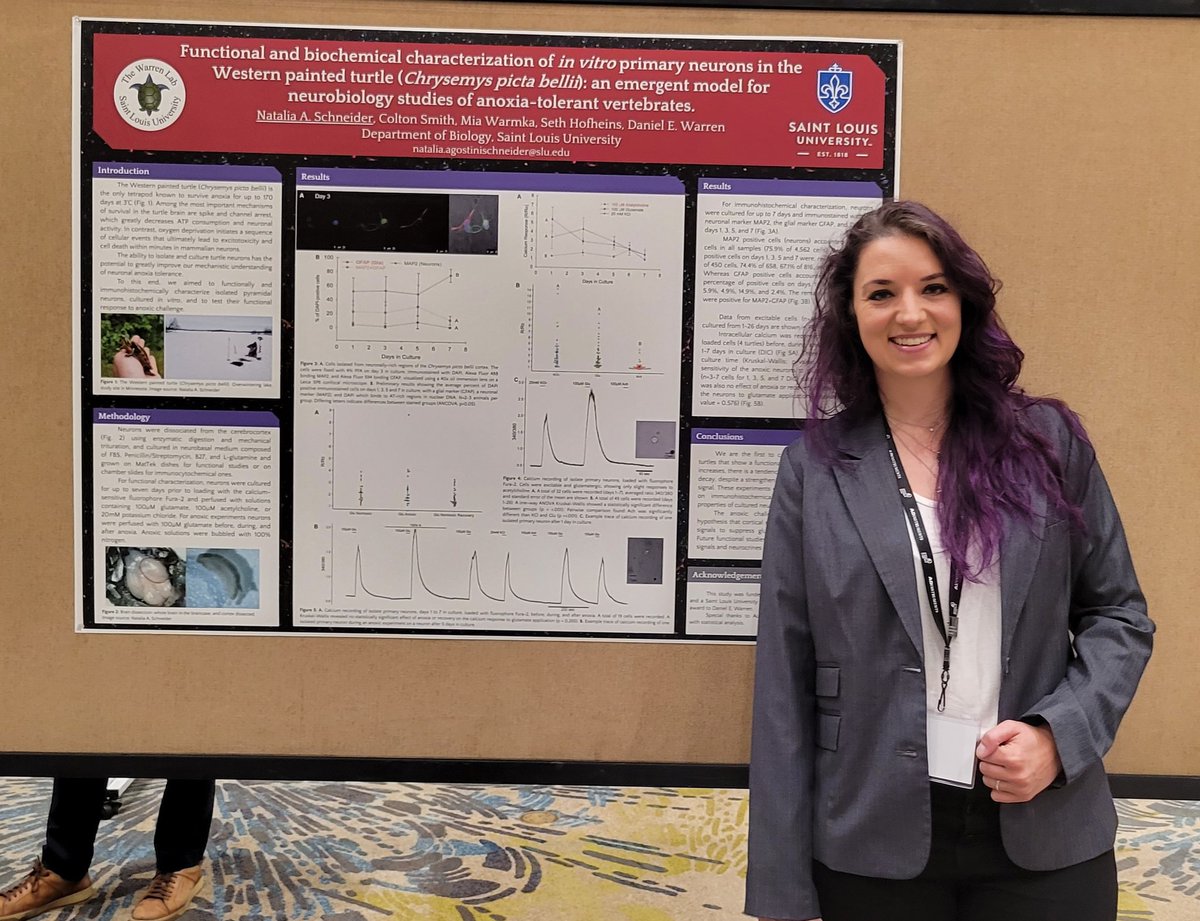 SchneiderNAS's tweet image. I&apos;m excited for the opportunity to share my research during the poster session. If you haven&apos;t had a chance to stop by and talk about isolated turtle neurons and anoxia tolerance, find me today or reach out here! 🐢💚

#comparative2022 #turtles #anoxiatolerance