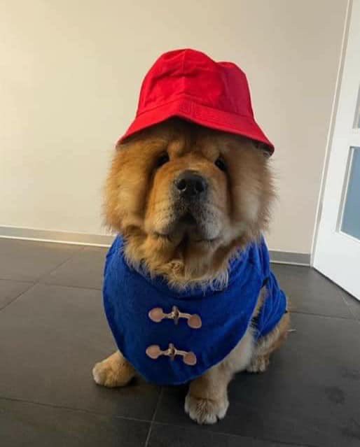 WeRateDogs® on Twitter "This is Bèr. He's going as Paddington Dog for