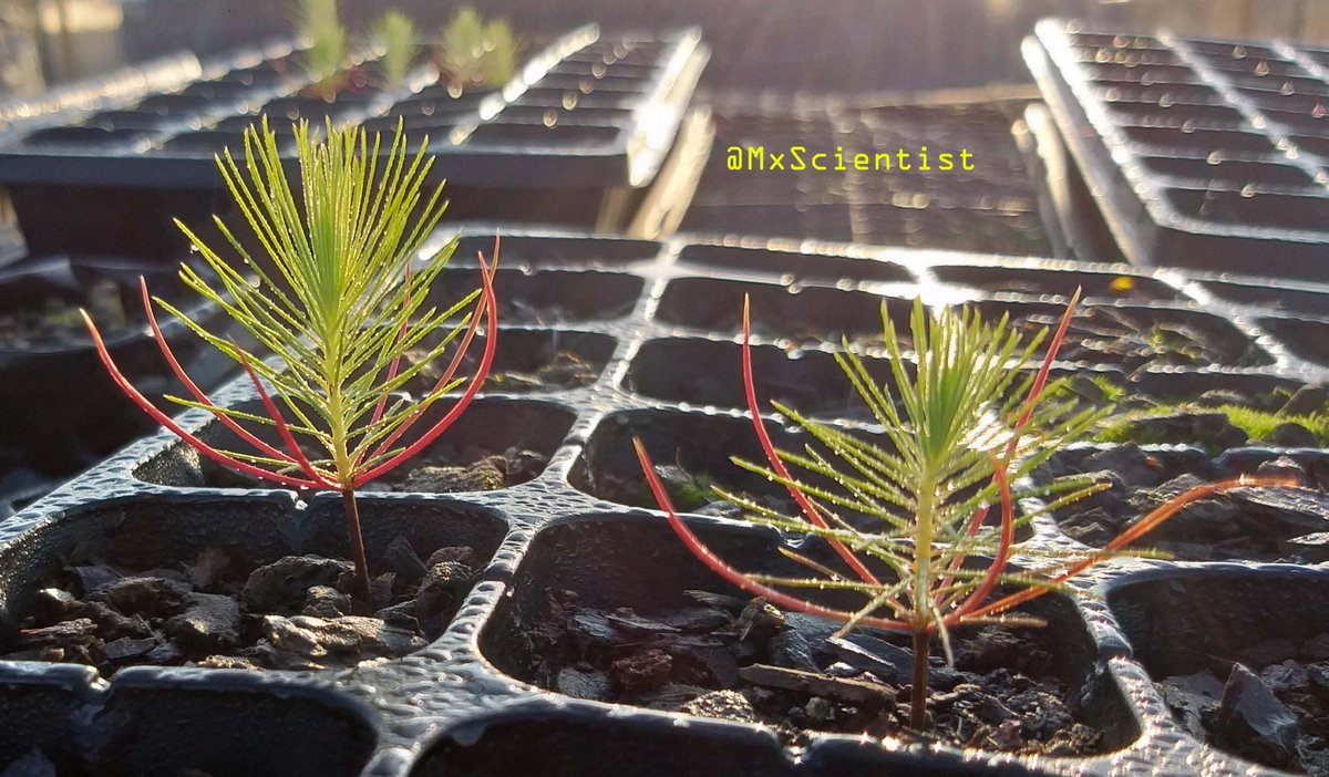 Plant Scientist 🦁🐯🍁⚜ tweet media