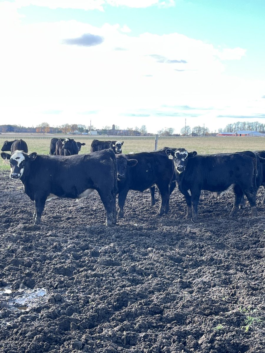 Scott MacDonald (@macdonaldtrans) on Twitter photo 65 Limousin Influenced steer calves heading to Keady Livestock for Friday’s calf sale, vaccinated, no implants, bunk adjusted, age verified and VBP+ certified. <a href="/BeefFarmersON/">Beef Farmers of Ontario</a> <a href="/CRSB_beef/">Canadian Roundtable for Sustainable Beef (CRSB)</a> <a href="/scott_kuhl/">Keady Livestock Market</a> 65 Limousin Influenced steer calves heading to Keady Livestock for Friday’s calf sale, vaccinated, no implants, bunk adjusted, age verified and VBP+ certified. <a href="/BeefFarmersON/">Beef Farmers of Ontario</a> <a href="/CRSB_beef/">Canadian Roundtable for Sustainable Beef (CRSB)</a> <a href="/scott_kuhl/">Keady Livestock Market</a>