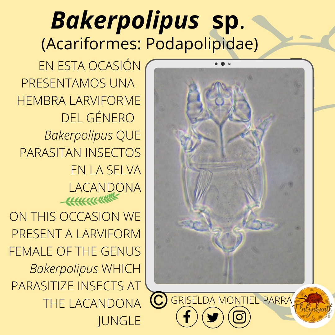 TlalzahuatlLab's tweet photo. #TaxonMonday 137
🕷🔬🪲 Our partner @laura_microbito illustrates a mite associated with beetles.
_ _ _ _
#LunesDeTaxón 137
🪲🔬🕷 Nuestra compañera @laura_microbito nos ilustra un ácaro asociado a escarabajos. https://t.co/xg7iV0JZ48