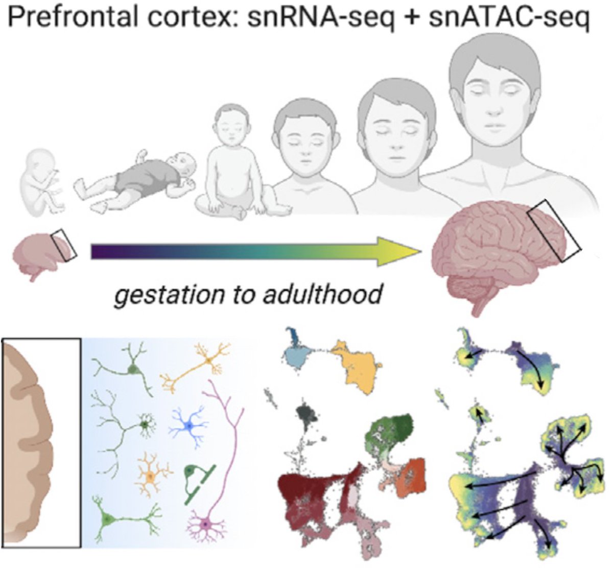 Excited to share our work on human prefrontal cortex, using single nuclei RNA and ATAC to cover development from fetal into adulthood! doi.org/10.1016/j.cell… Great team work with @Chuck_Herring, twitterless Becca Simmons, @SaskiaFreytag and @ry_Lister.