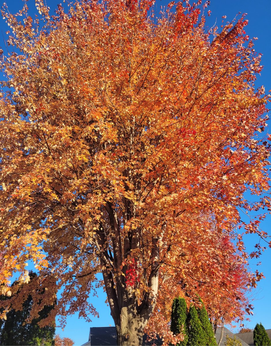 yardfully's tweet photo. We 🧡 fall composting. 

Order the GEOBIN® Composter online >> https://t.co/VWyxb1Dqdj

#FallComposting #CompostBin #composting #fall https://t.co/OTgg4M1f7C