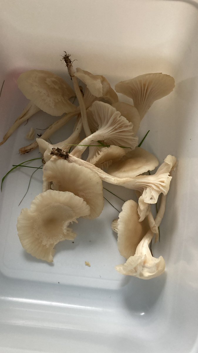 Anyone know if these mushrooms are good to eat? Thanks in advance #shrooms