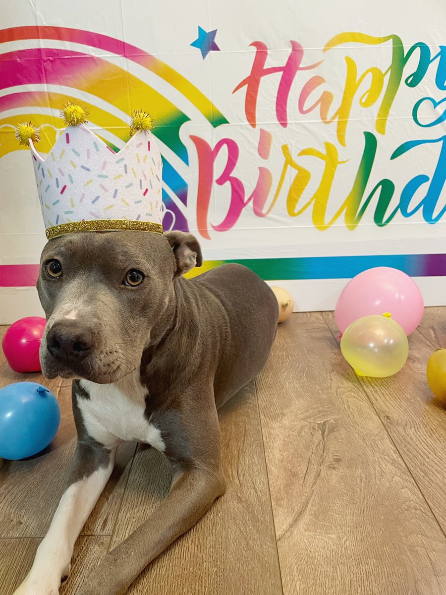 Luci the Pittie🐾 tweet media